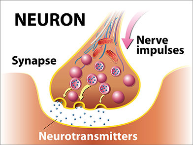 neurotransmitter, nerves